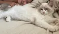 Регдол бебе коте Ragdoll, снимка 1