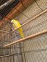 мъжки мошески папагал, снимка 1 - Папагали - 45404000