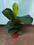 Фикус Лира 40 см., снимка 1 - Стайни растения - 45054993