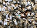 Пчелни отводки, снимка 1 - Стоки за пчели - 44138295