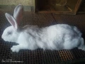Зайци домашни , снимка 3