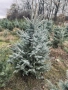 Сребрист Смърч , снимка 6