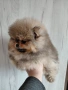 продавам померан , снимка 1