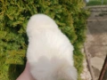 Померан/Померани , снимка 14