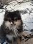 ПОМЕРАН , снимка 7