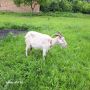 Продавам коза и отбито яре на месец, снимка 1 - Кози - 45852720