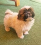 пекинези , снимка 2