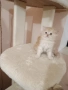 Персийски котенца , снимка 4