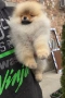 Померан мини померанче , снимка 2