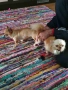 Продавам мъжко мини чихуахуа, снимка 5