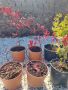 Японски Клен Acer Palmatum, снимка 1 - Градински цветя и растения - 45202376