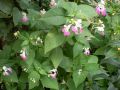 Impatiens balfourii