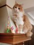 Турска ангора, чистокръвна ангорка, пухкаво двуцветно коте, женско котенце, ангорче, снимка 5