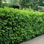 Лавровишна – Вечнозелен Храст за Жив Плет | В Контейнери, снимка 1