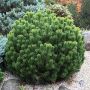 Джуджевиден Клек / Pinus mugo pumilio, снимка 1 - Градински цветя и растения - 45556912