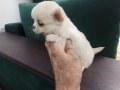 Продавам мъжки и женски чихуахуа , снимка 9