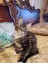 Мейн куун котета, снимка 1 - Мейн кун - 35075644