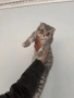 Шотландско клепоухо мъжко 🐈, снимка 4