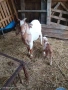 Продавам кози с ярета, снимка 3