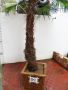 Студоустойчиви палми Трахикарпус в дървени саксии, снимка 15
