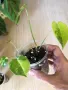 Philodendron Burle Marx Variegata , снимка 5