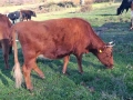 Телета (крави), снимка 9