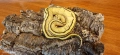 Продавам Кралски питон (Python regius) , снимка 5