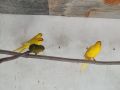 папагали какарики, снимка 6