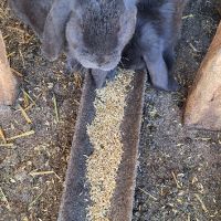Продавам зайци   порода френски кочовати в село кошмар тервелско  , снимка 1 - Други - 41341211