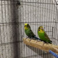 Продавам два броя вълнисти папагали , снимка 2 - Папагали - 45901100