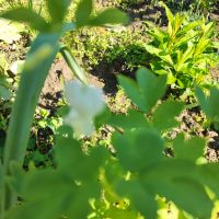 Бяло Дамско сърце, снимка 4 - Градински цветя и растения - 45353610