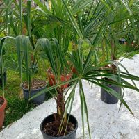 трахикарпус студоустойчиви палми 1.20–1.50, снимка 7 - Градински цветя и растения - 43204232