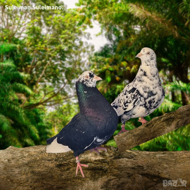 Двойка неврени 100 лв, снимка 1