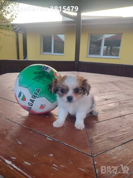 малки мини чихуахуа на 2 месеца , снимка 1