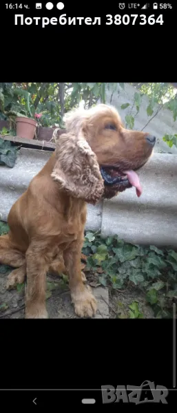 Мъжки Английски Кокер Шпаньол си търси жена , снимка 1