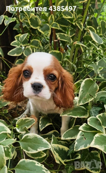 Кученца Кавалер Кинг Чарлз Шпаньол женски , снимка 1