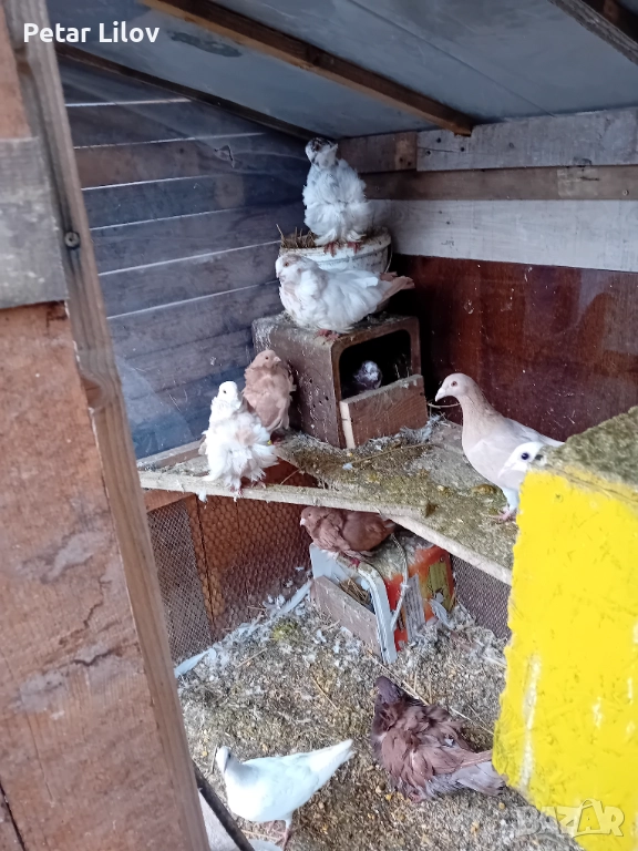 6 чифта китайски чайки 1 чифт лимонови пощенци и 1 чифт чисто бели пощенци 1 чифт индиски палуни и 2, снимка 1