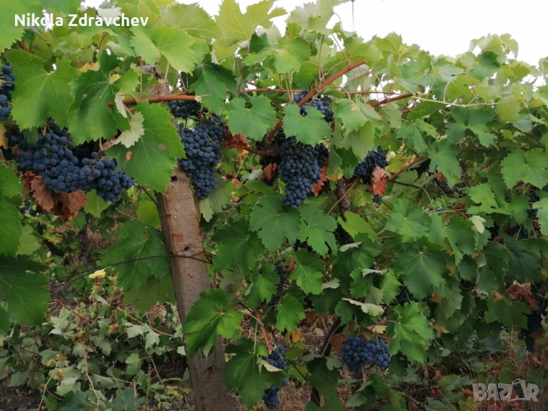 Продавам грозде сорт „Мавруд“ – реколта 2025, снимка 1