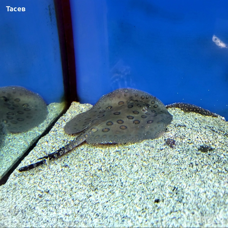 Скат моторо 9см диск, снимка 1