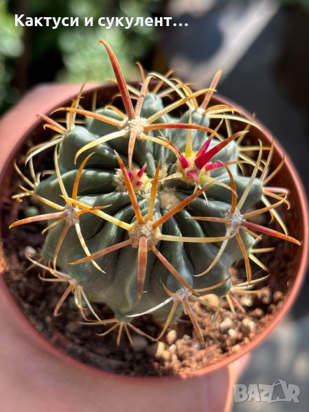 Кактуси FEROCACTUS LATISPINUS, снимка 1