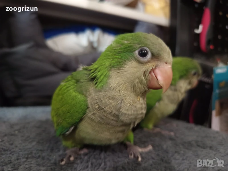 Средни папагалчета монаси, снимка 1
