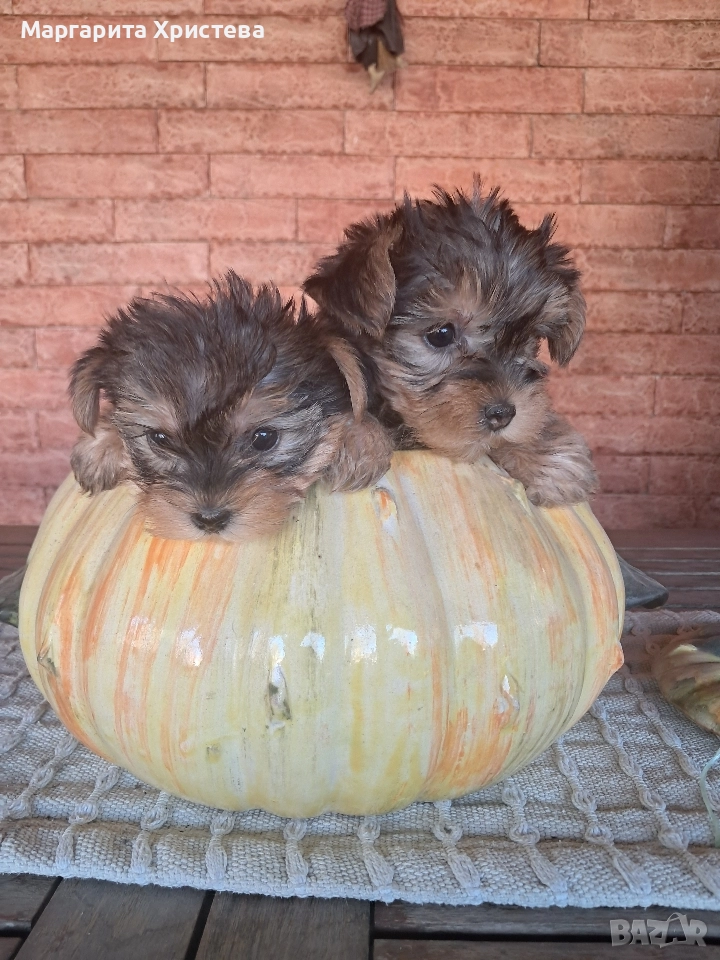 Йоркширски териер , снимка 1