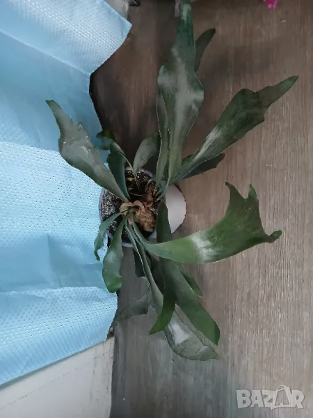 Platiterium, снимка 1