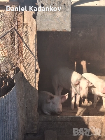 Прасета до 30-35кг, снимка 4 - Прасета - 52695902