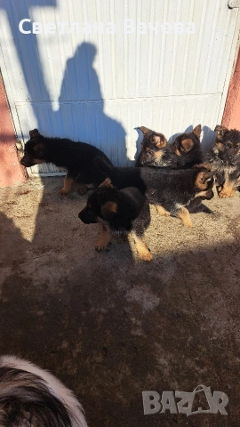 Чистокръвни немски овчарки, снимка 2 - Немска овчарка - 53134028