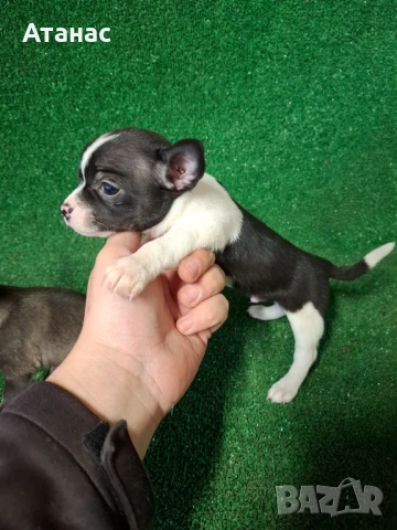 Продавам пинчерчета, снимка 3 - Пинчер - 53943299