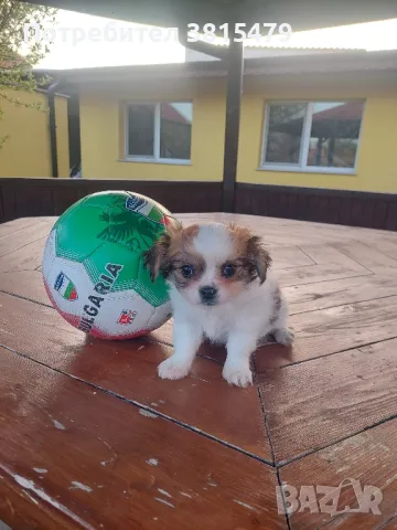 малки мини чихуахуа на 2 месеца , снимка 1