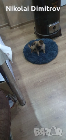 Мини сладурана , снимка 2 - Пинчер - 52889039
