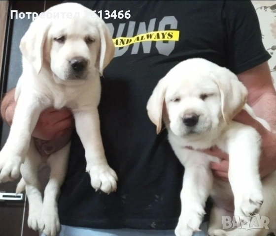Лабрадор ретривър чистокръвни бели