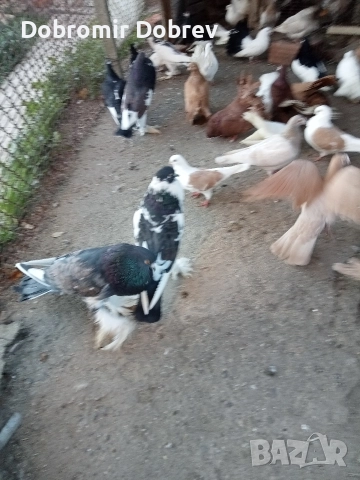 Гълаби , снимка 12 - Гълъби - 52928655